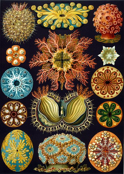 Ernst Haeckel - Ascidiae