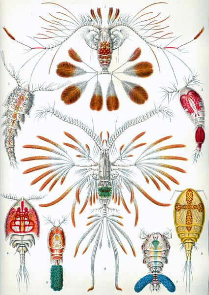 Ernst Haeckel - Copepoda