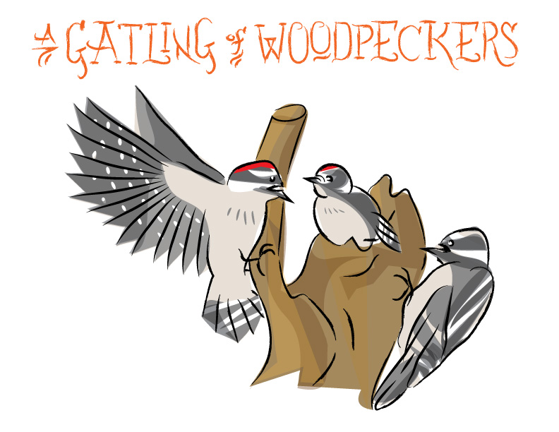 ian Rogers - a Gatling of Woodpeckers