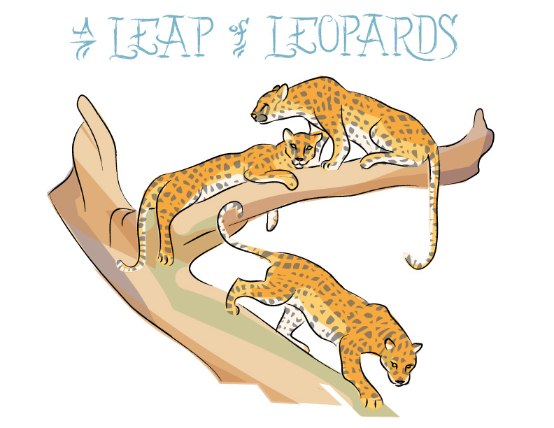 Ian Rogers - a Leap of Leopards
