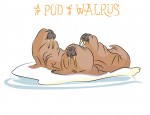 New Artwork – Ian Rogers – a Pod of Walrus