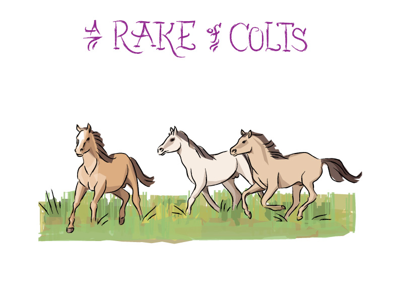 Ian Rogers - a Rake of Colts