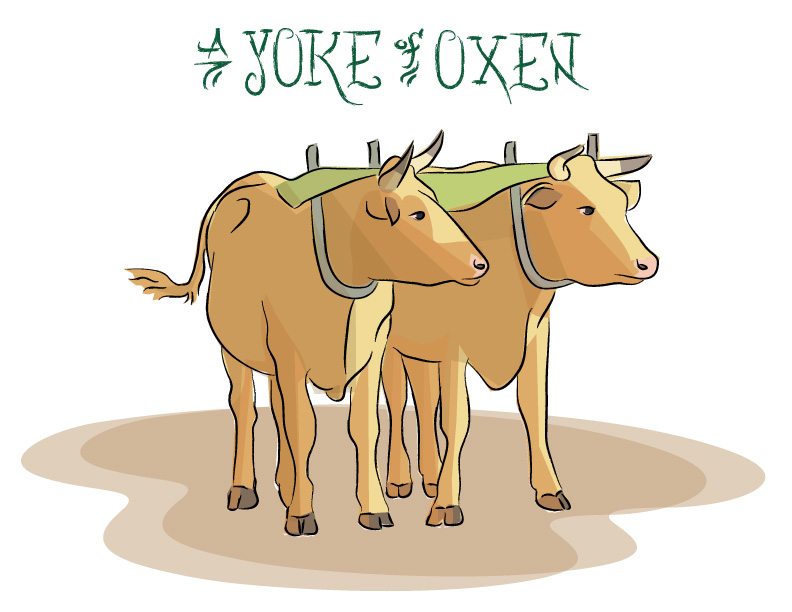 Ian Rogers - a Yoke of Oxen