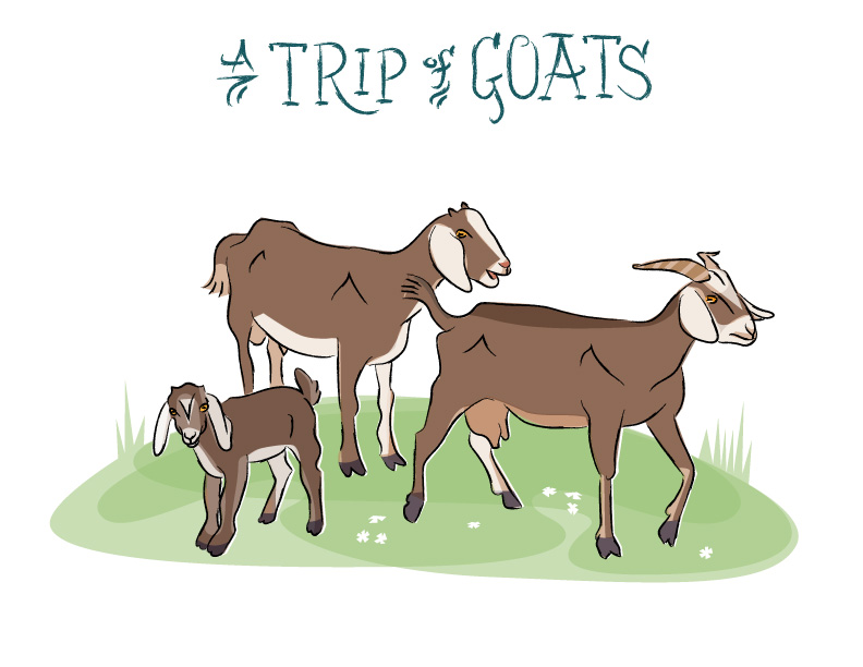 Ian Rogers - a Trip of Goats