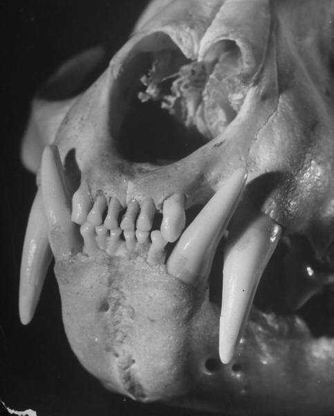 andreas feininger - skeletal structre and teeth 1951