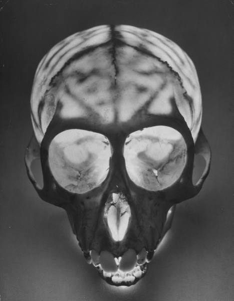 andreas feininger - skeletal structure of a young monkey's thin skull 1951