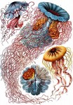Ernst Haeckel - Discomedusae